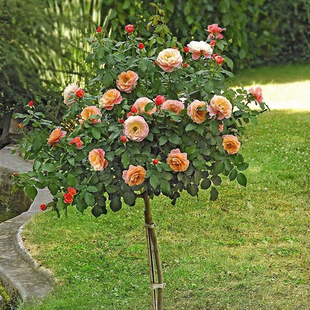 Trandafir Pomisor Floribunda roz-cais Marie Curie, inflorire repetata