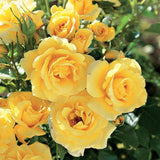 Trandafir Pomisor galben Royal Yellow, inflorire repetata - VERDENA-Tulpina de 50 cm inaltime, livrat in ghiveci de 4 l
