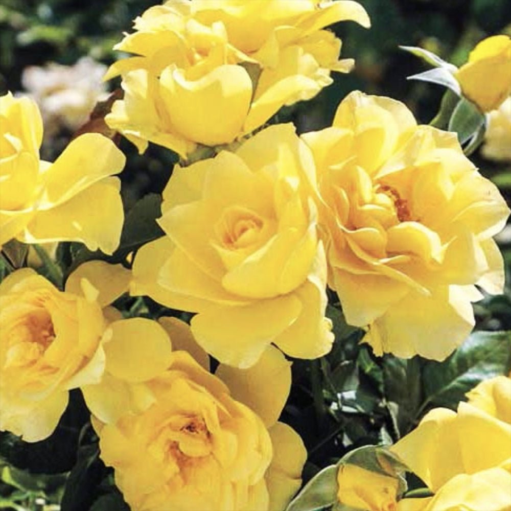 Trandafir Pomisor galben Royal Yellow, inflorire repetata