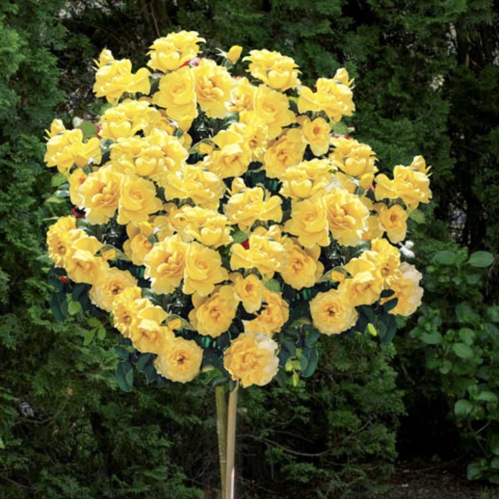 Trandafir Pomisor galben Royal Yellow, inflorire repetata