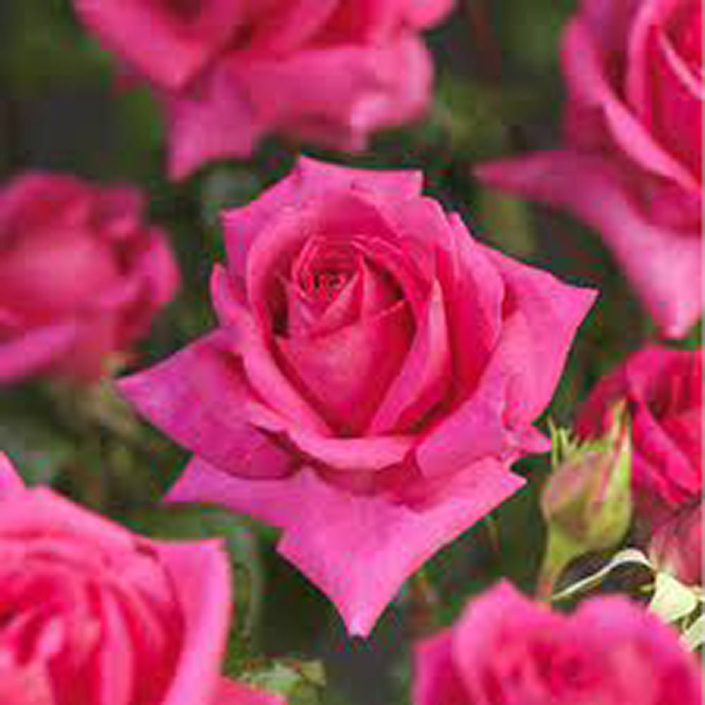 Trandafir Pomisor roz- cyclamen Criterion, inflorire repetata