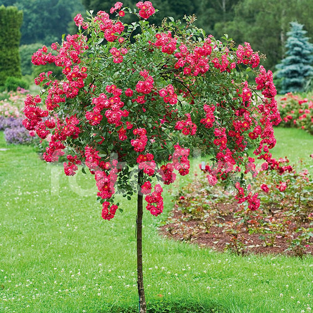 Trandafir Pomisor roz- cyclamen Criterion, inflorire repetata