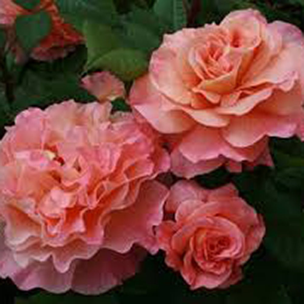 Trandafir Pomisor roz-cais Augusta Louise, inflorire repetata