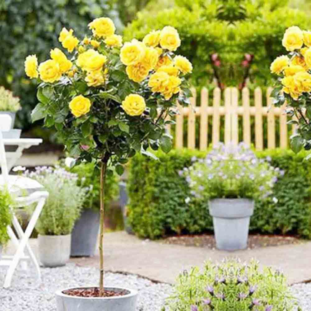 Trandafir Pomisor galben Yellow Meilove, parfum puternic