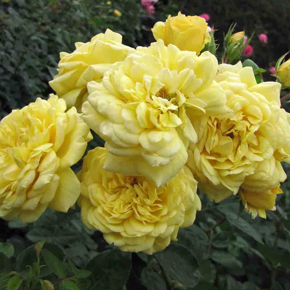 Trandafir Pomisor galben Yellow Meilove, parfum puternic