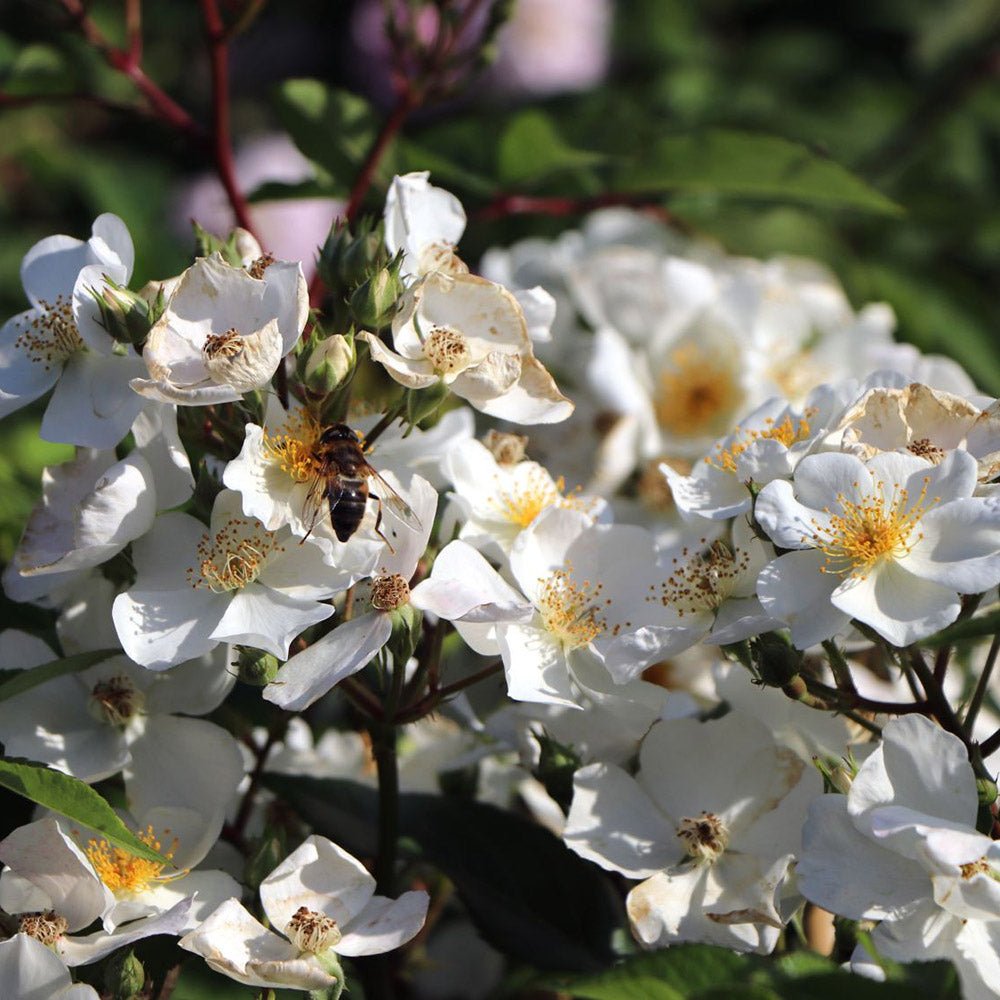 Trandafir Rosy Boom Alb