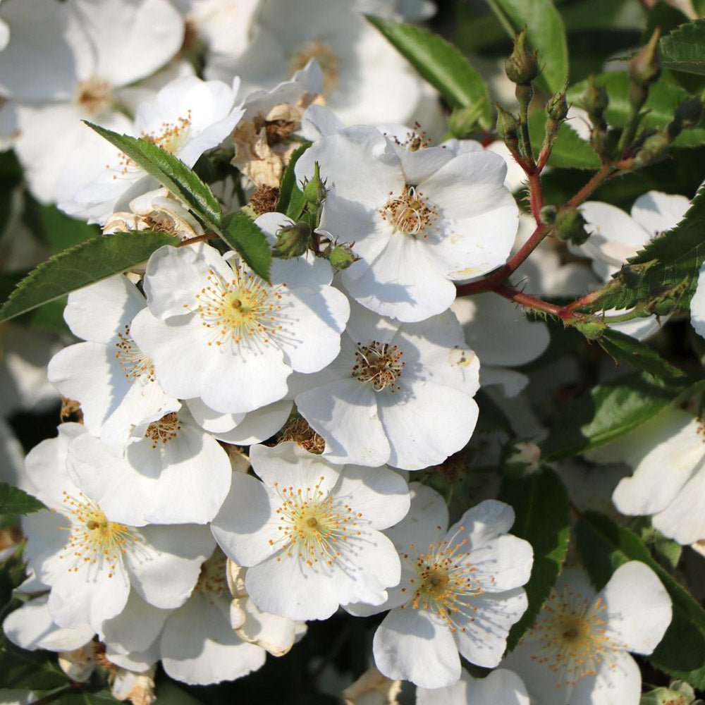 Trandafir Rosy Boom Alb