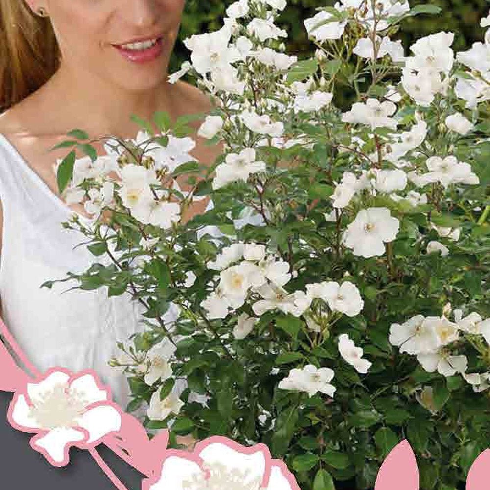 Trandafir Rosy Boom Alb