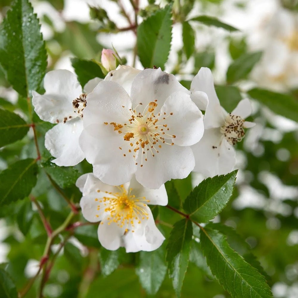 Trandafir Rosy Boom Alb