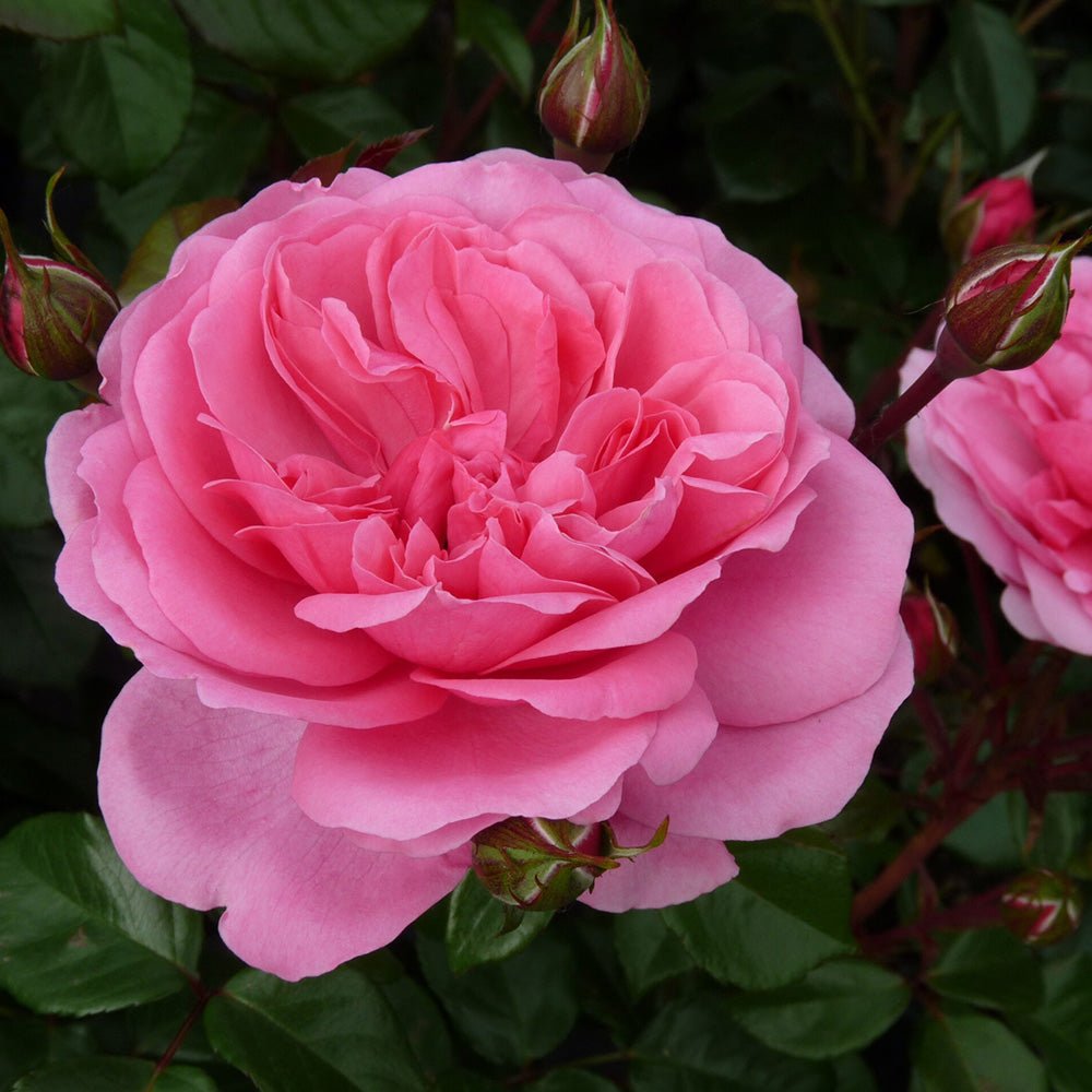 Trandafir roz-intens Berleburg Castle, inflorire repetata