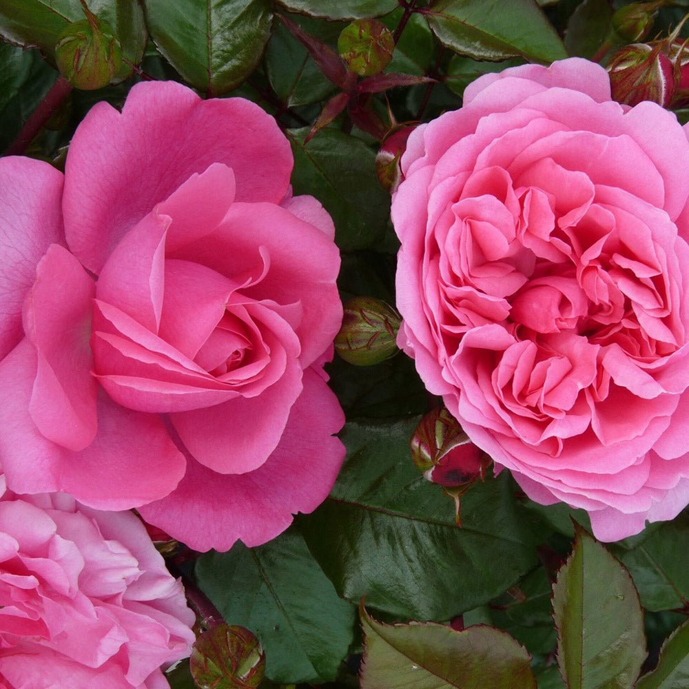 Trandafir roz-intens Berleburg Castle, inflorire repetata