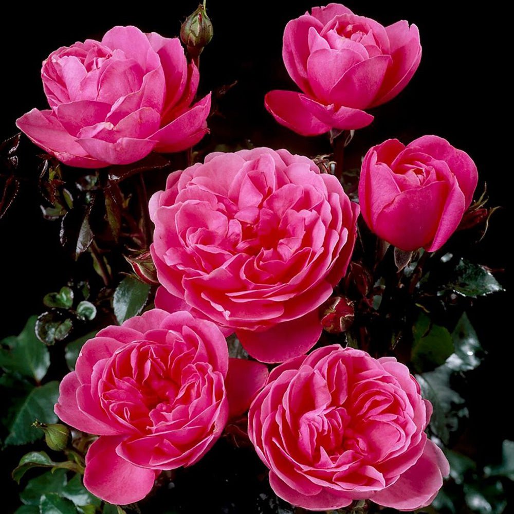 Trandafir roz-intens Berleburg Castle, inflorire repetata