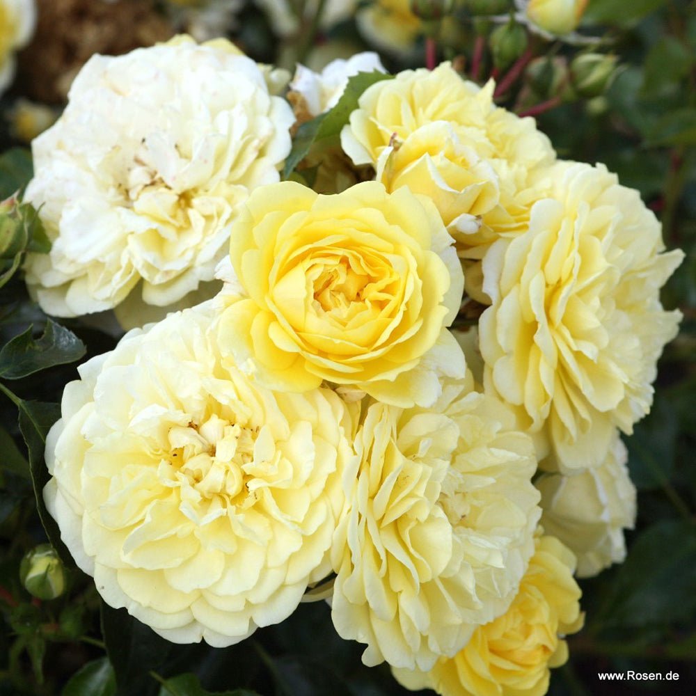 Trandafir Floribunda galben Solero, inflorire repetata