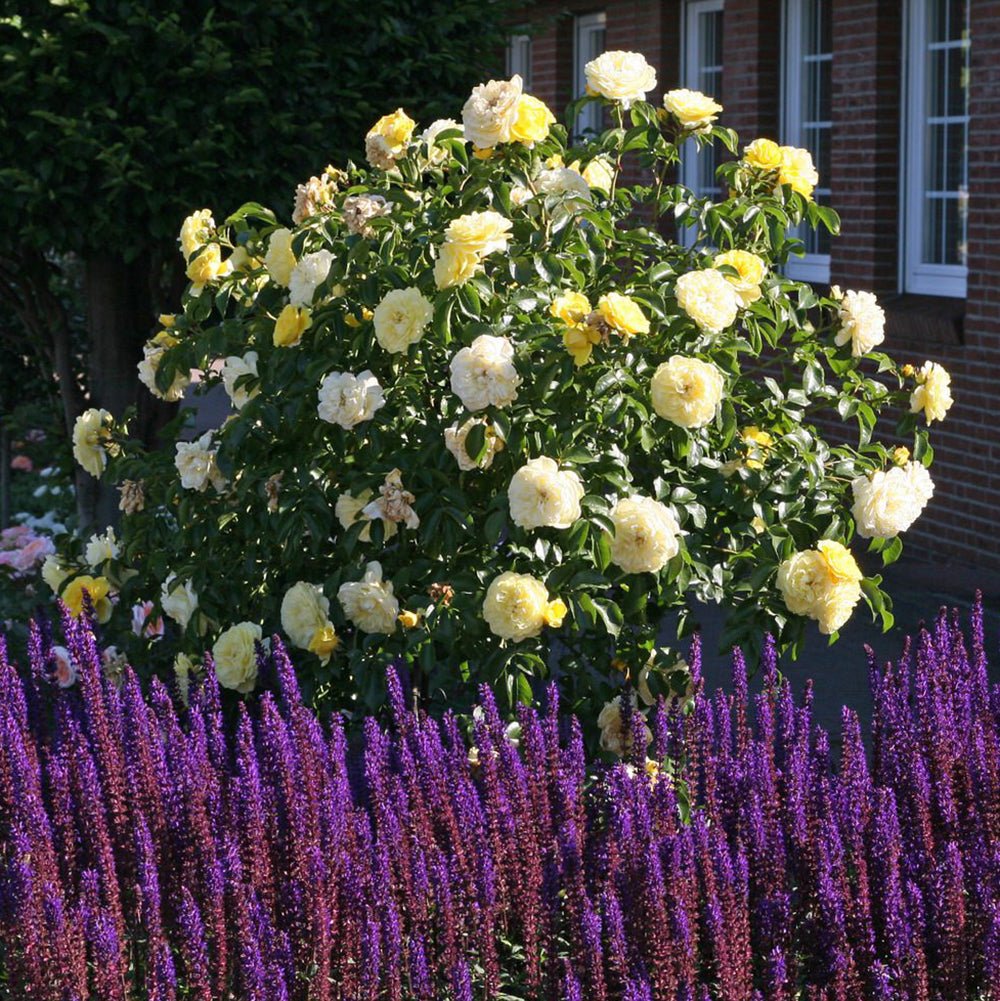 Trandafir Floribunda galben Solero, inflorire repetata
