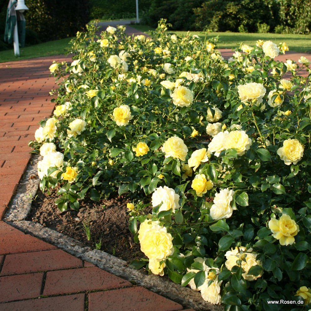 Trandafir Floribunda galben Solero, inflorire repetata