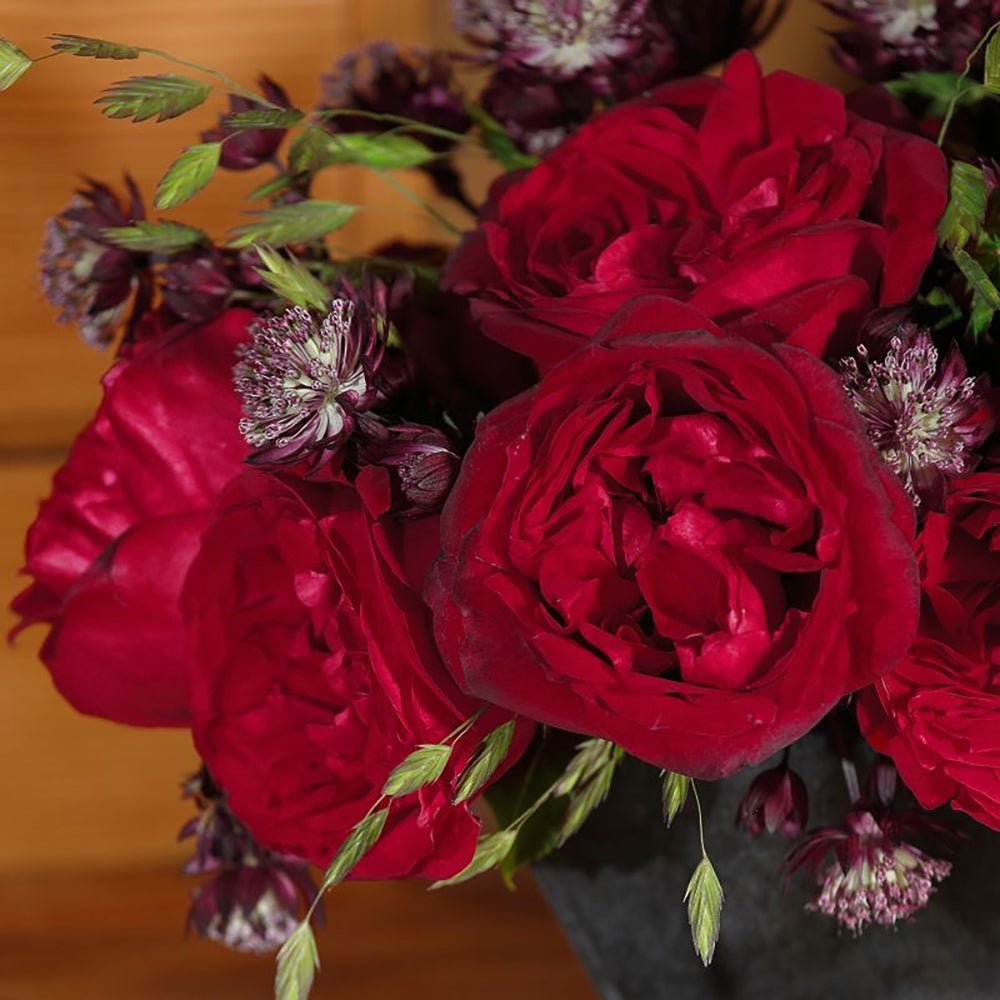 Trandafir Teahibrid rosu-rubiniu Admiral, parfum intens