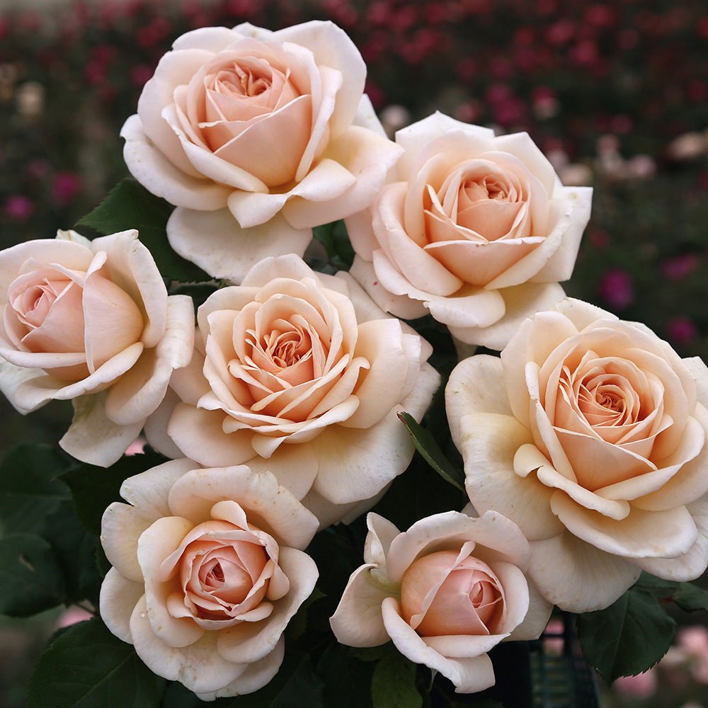 Trandafir Teahibrid aprikot-pastel Courage, inflorire repetata