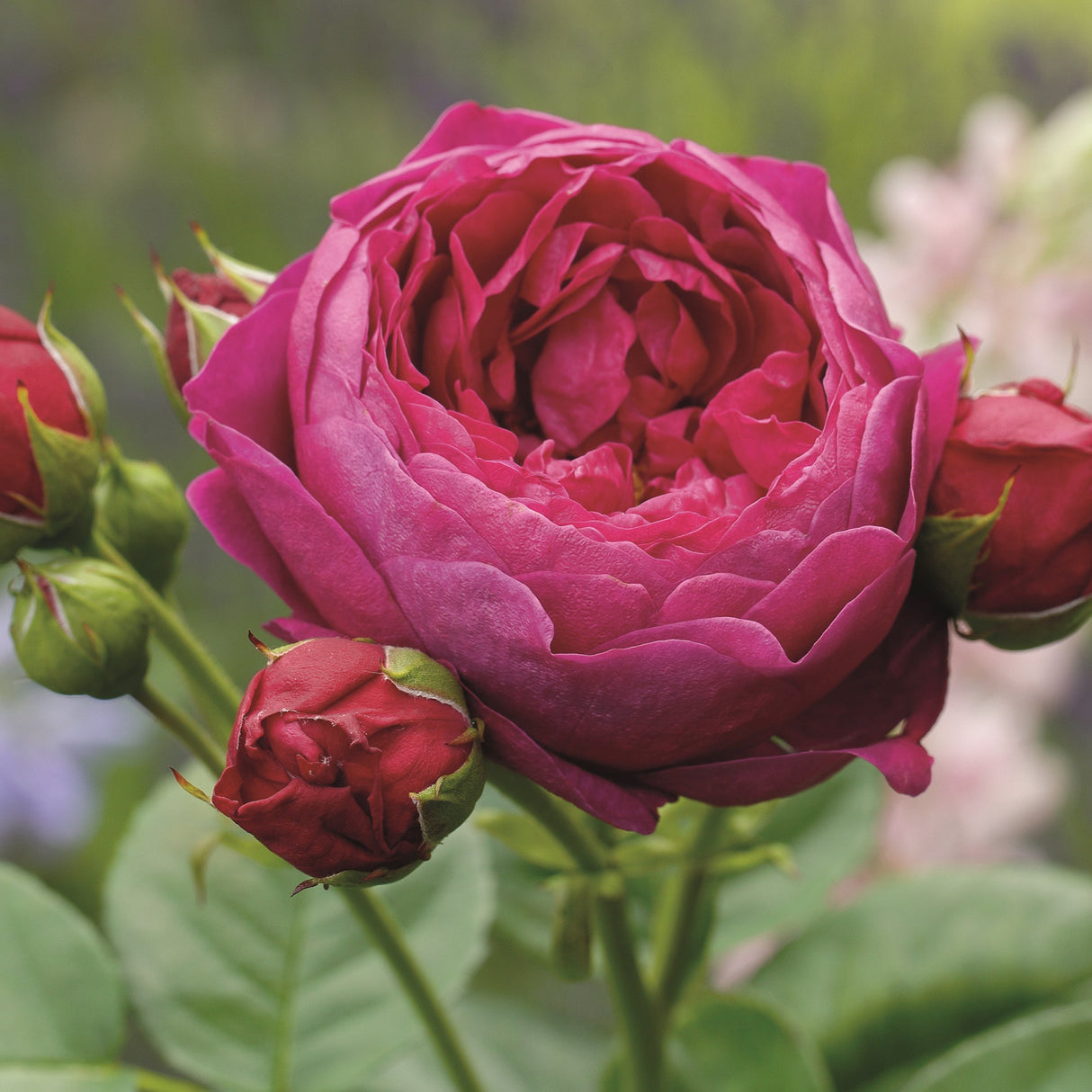 Trandafir Teahibrid purpuriu Ascot, inflorire repetata