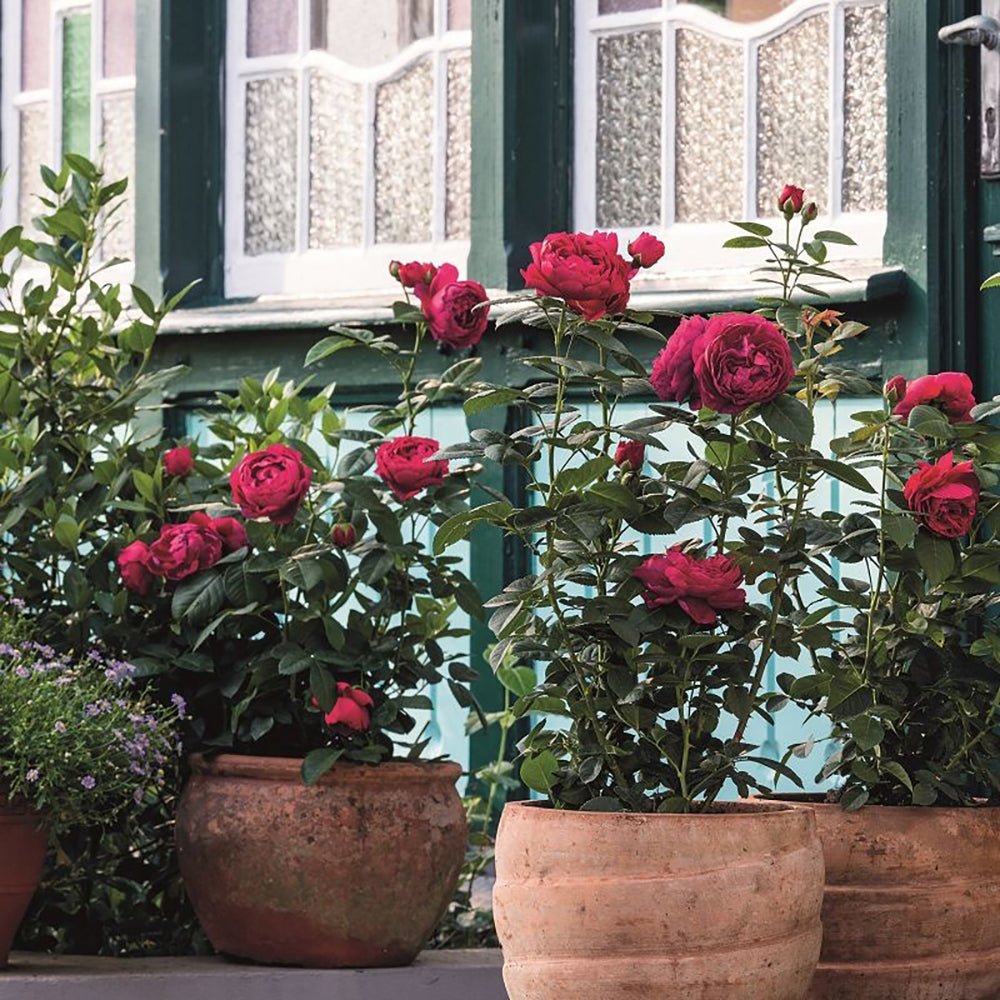 Trandafir Teahibrid purpuriu Ascot, inflorire repetata