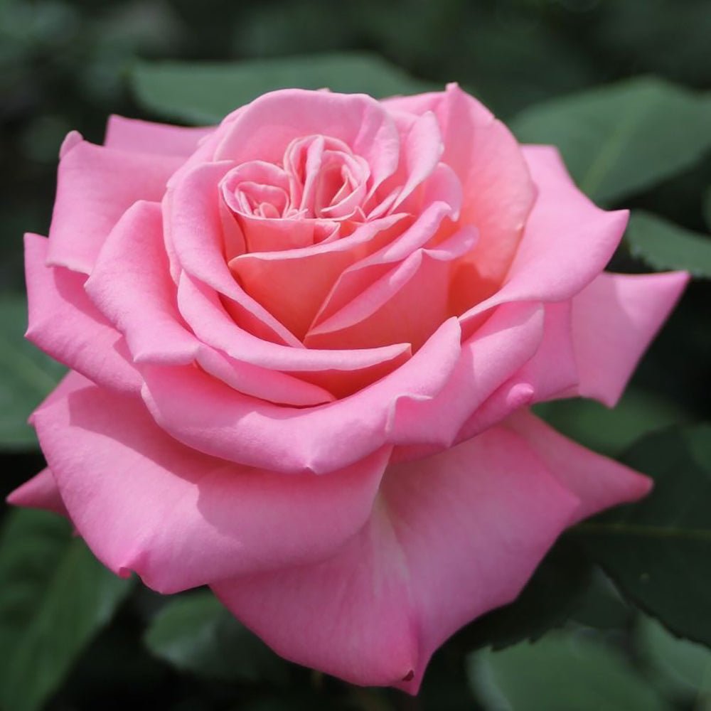 Trandafir Teahibrid roz Ashley, inflorire repetata