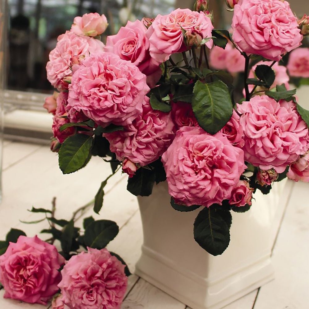 Trandafir Teahibrid roz Ashley, inflorire repetata