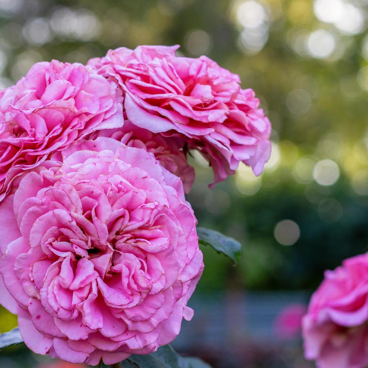 Trandafir Teahibrid roz Ashley, inflorire repetata