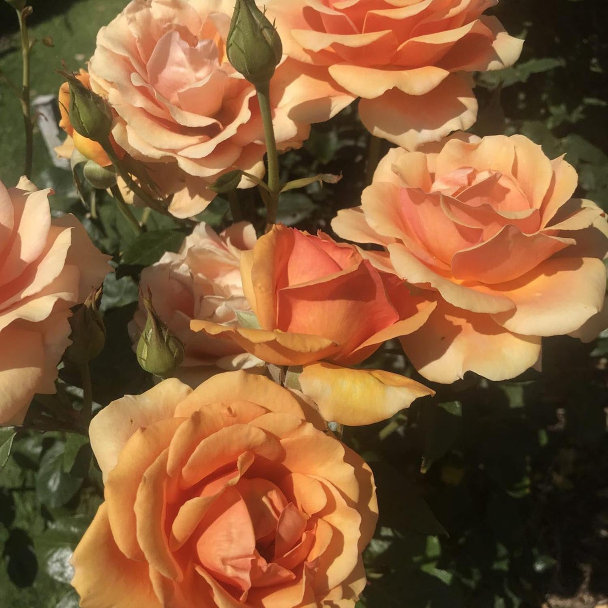 Trandafir Teahibrid portocaliu-cupru Ashram, inflorire repetata