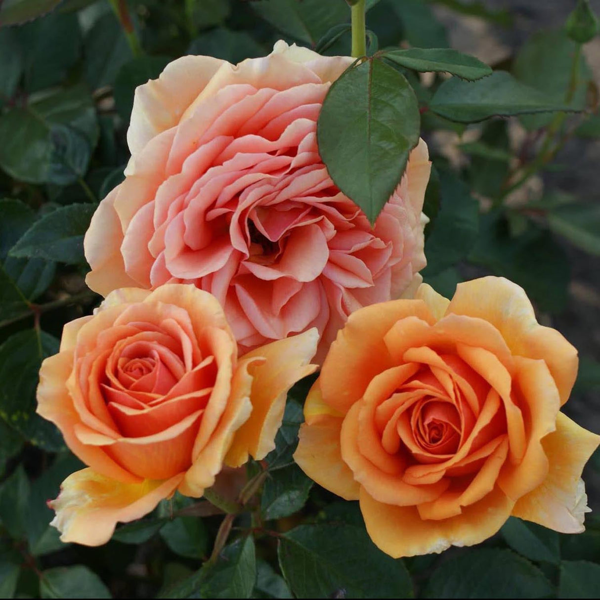 Trandafir Teahibrid portocaliu-cupru Ashram, inflorire repetata