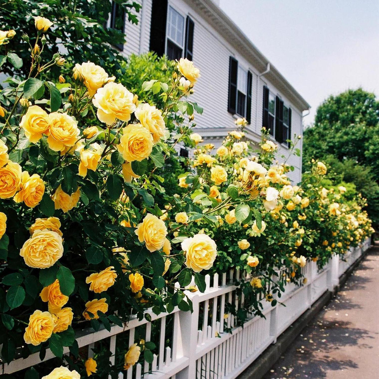 Trandafir Teahibrid galben-deschis Avec Amour, inflorire repetata