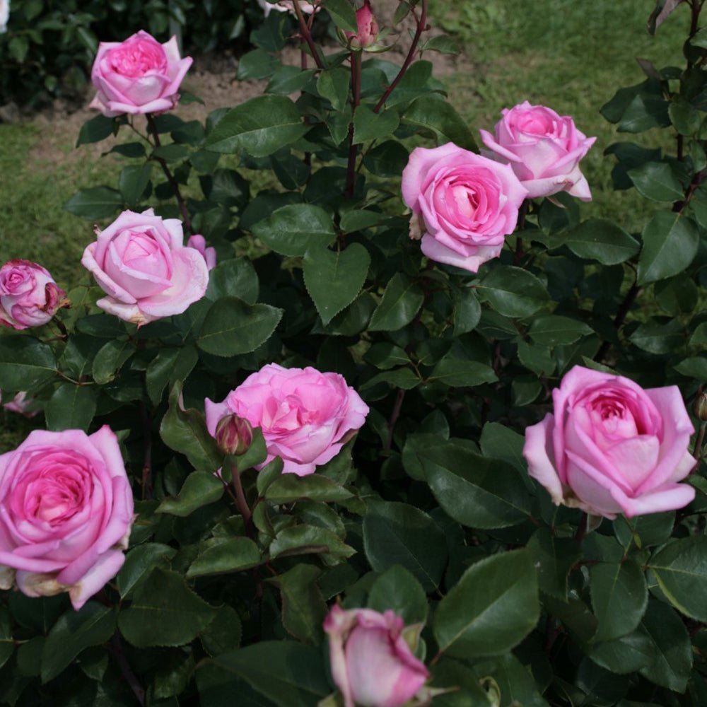 Trandafir Teahibrid roz Beverly, parfum intens