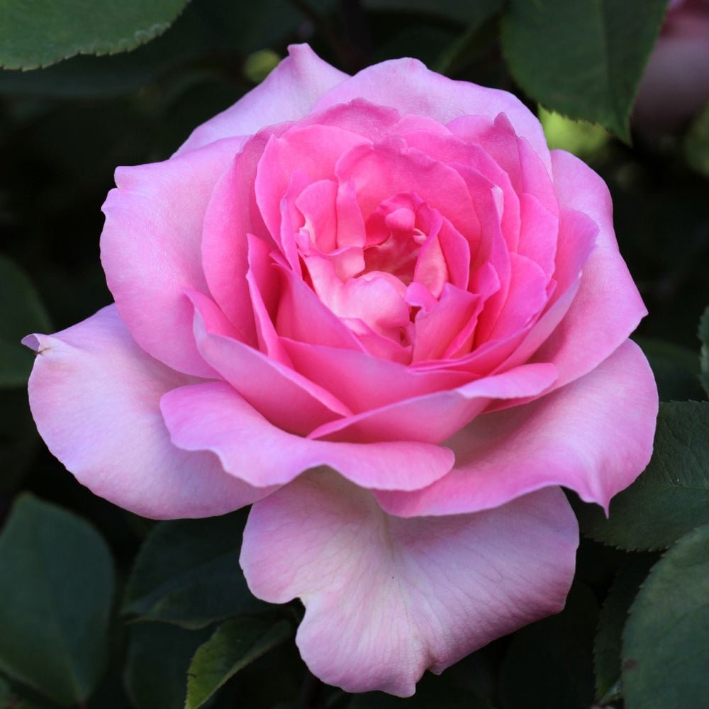 Trandafir Teahibrid roz Beverly, parfum intens