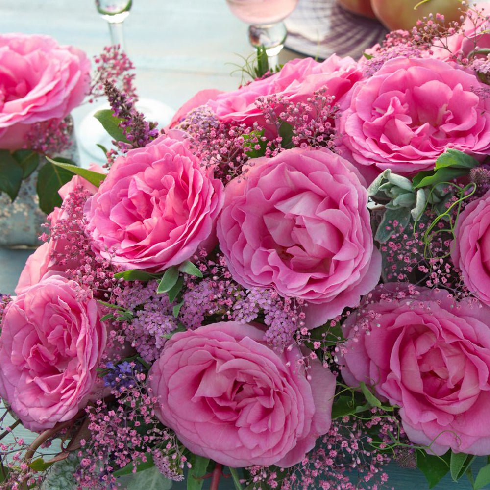 Trandafir Teahibrid roz Beverly, parfum intens