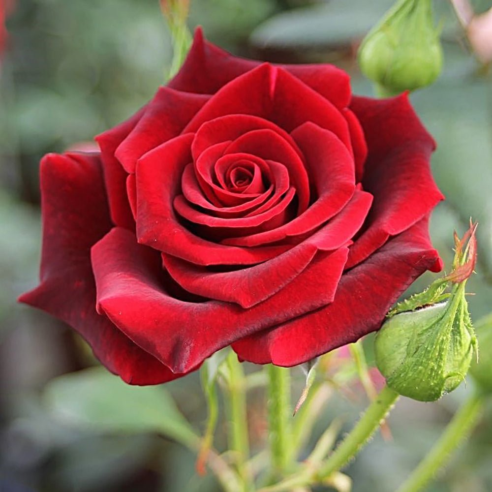 Trandafir Teahibrid rosu-inchis Black Magic, inflorire repetata