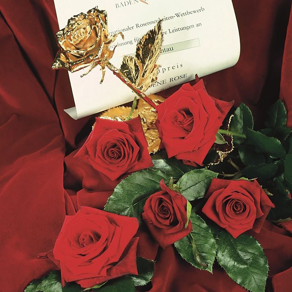 Trandafir Teahibrid rosu-inchis Black Magic, inflorire repetata