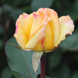 Trandafir Teahibrid Canary - VERDENA-livrat in ghiveci plant-o-fix de 2L