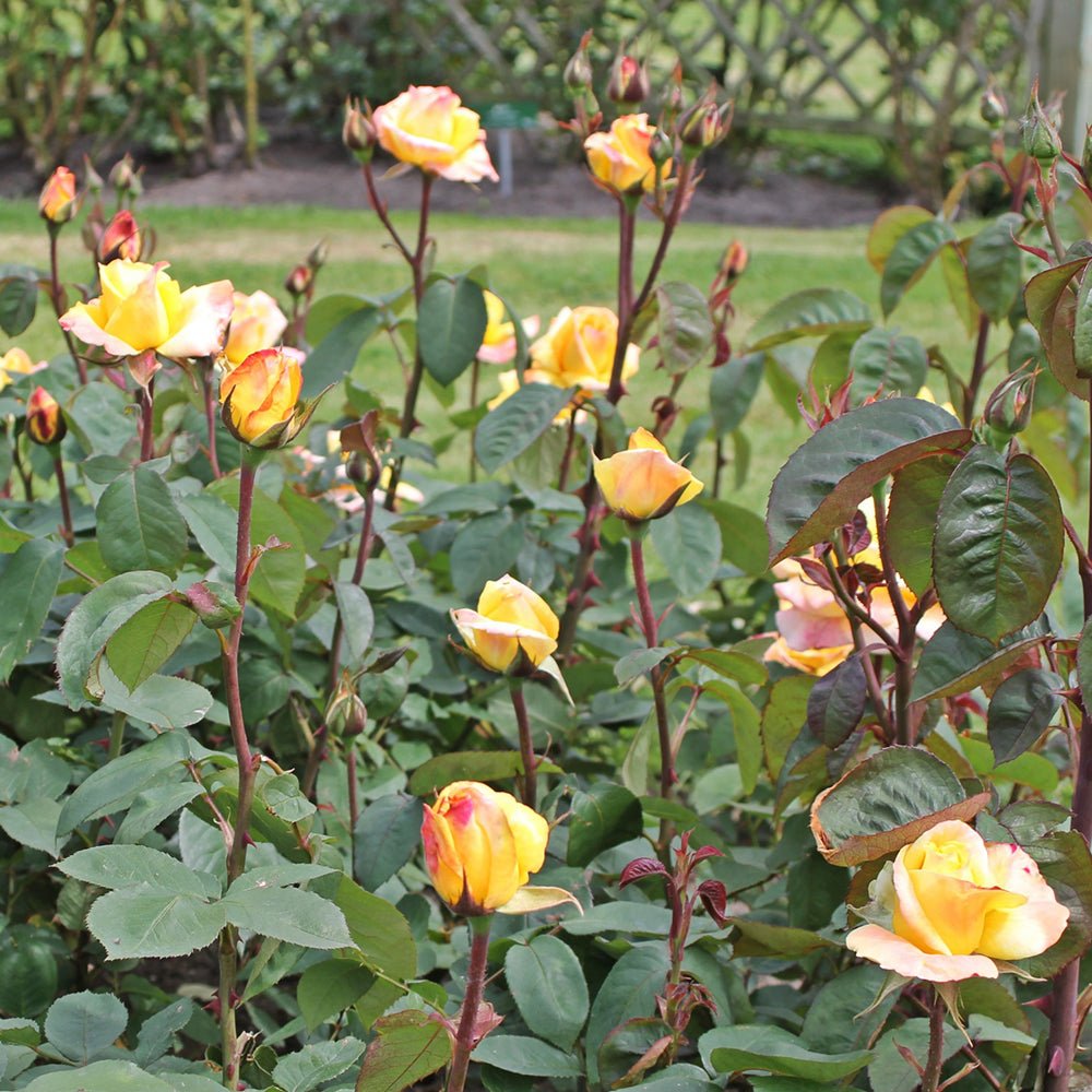 Trandafir Teahibrid galben-deschis Canary, inflorire repetata