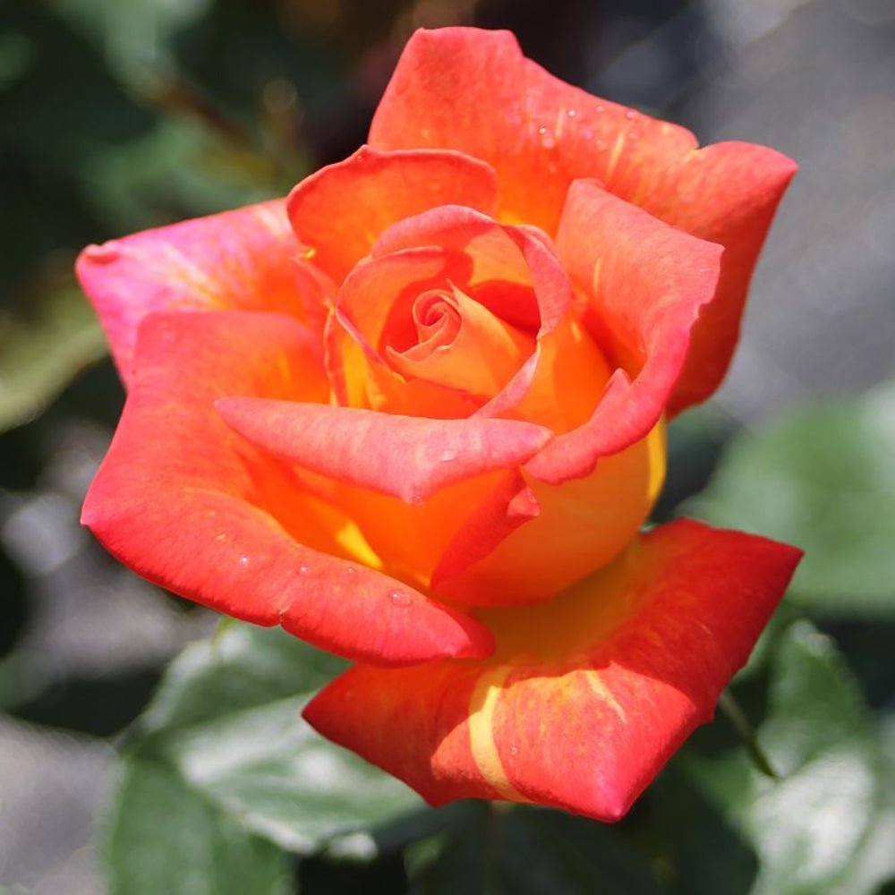 Trandafir Teahibrid galben-auriu-rosu Caribia, inflorire repetata