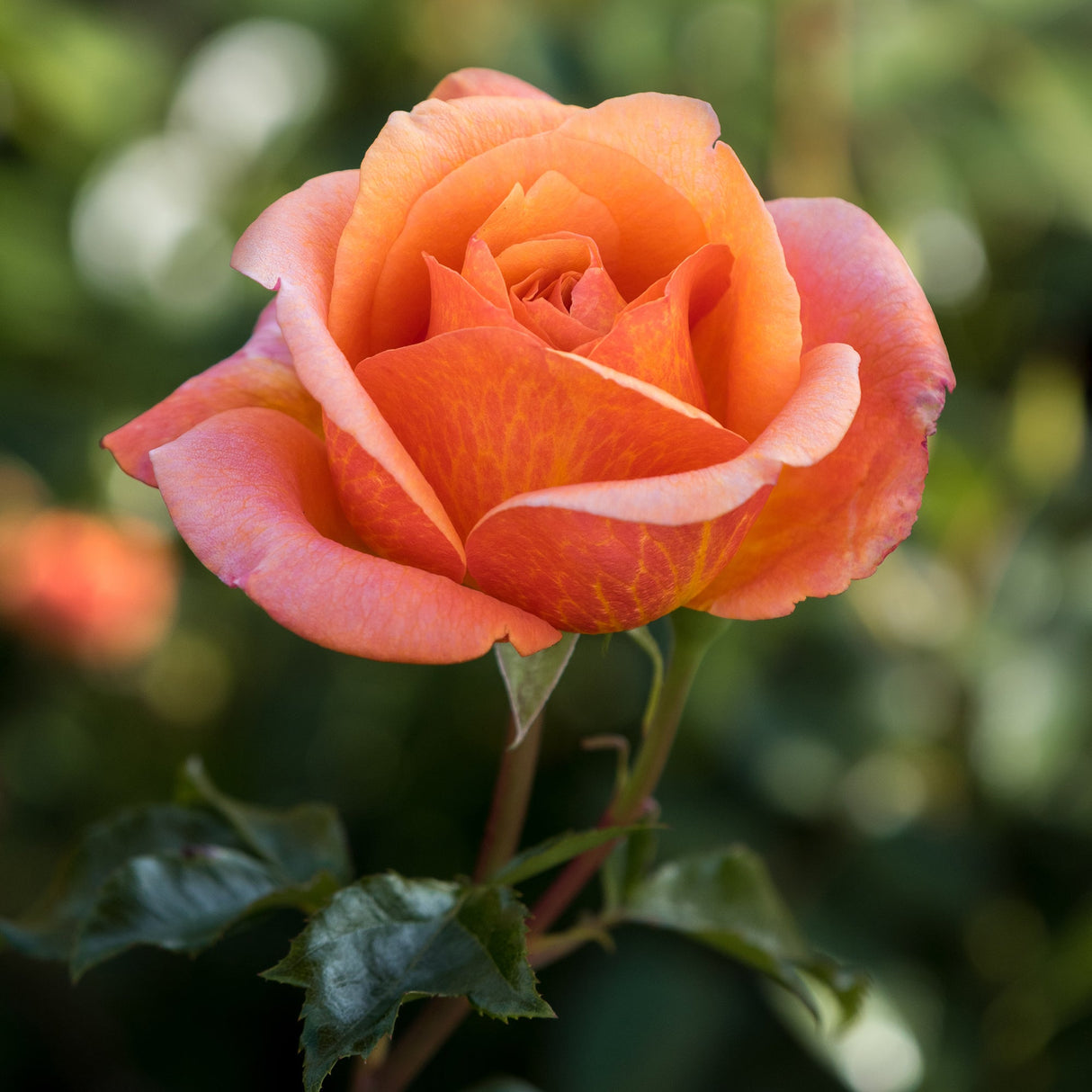 Trandafir Teahibrid cupru Cherry Brandy, parfum intens