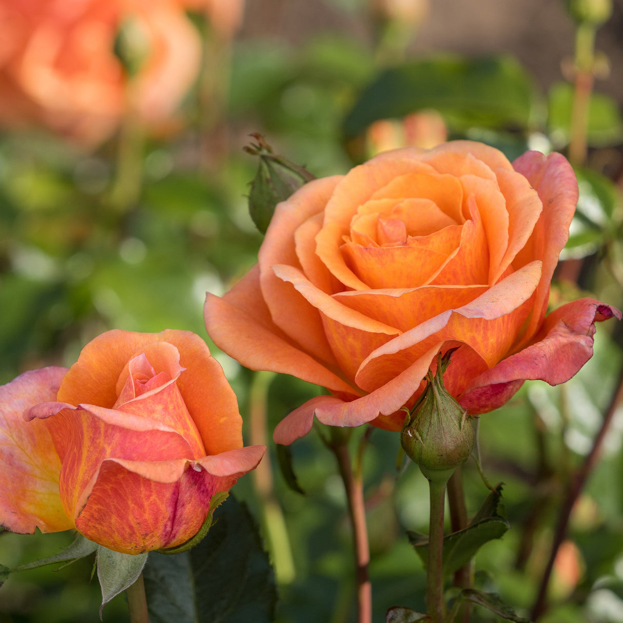 Trandafir Teahibrid cupru Cherry Brandy, parfum intens