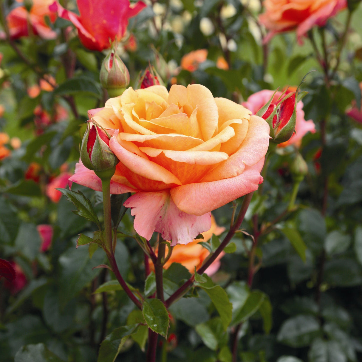 Trandafir Teahibrid cupru Cherry Brandy, parfum intens