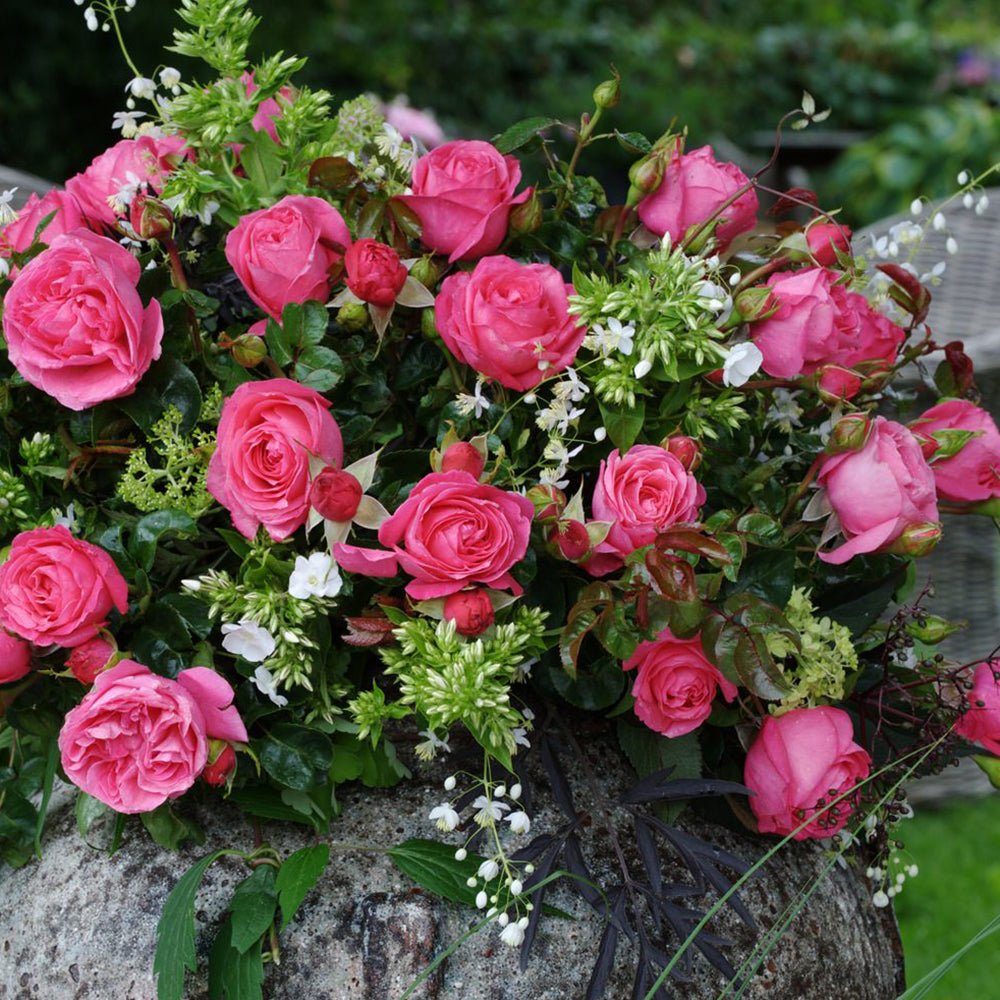 Trandafir Teahibrid roz-ciresat Cherry Lady, inflorire repetata