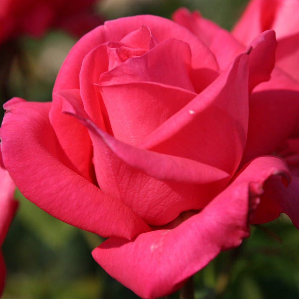 Trandafir Teahibrid roz-ciresat Cherry Lady, inflorire repetata