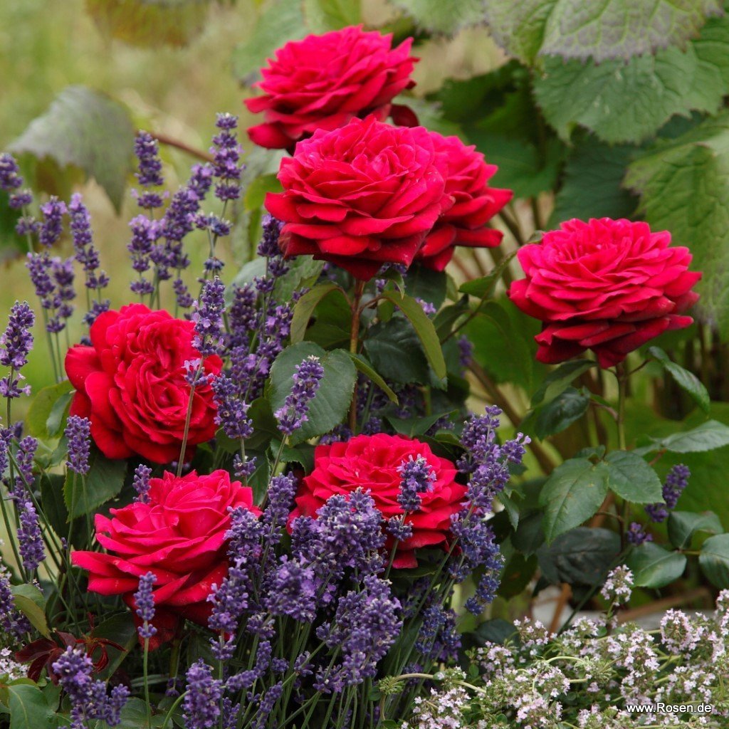 Trandafir Teahibrid purpuriu-violet Contesa Diana, parfum intens