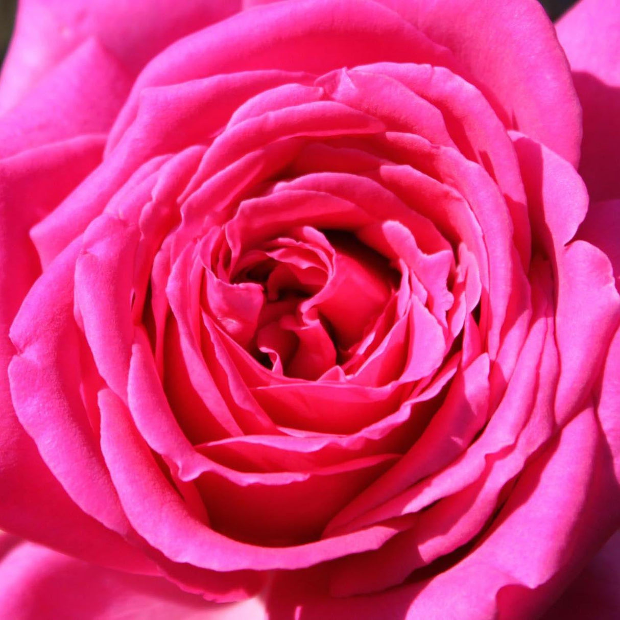 Trandafir Teahibrid roz-violet Duftrausch, cu parfum intens