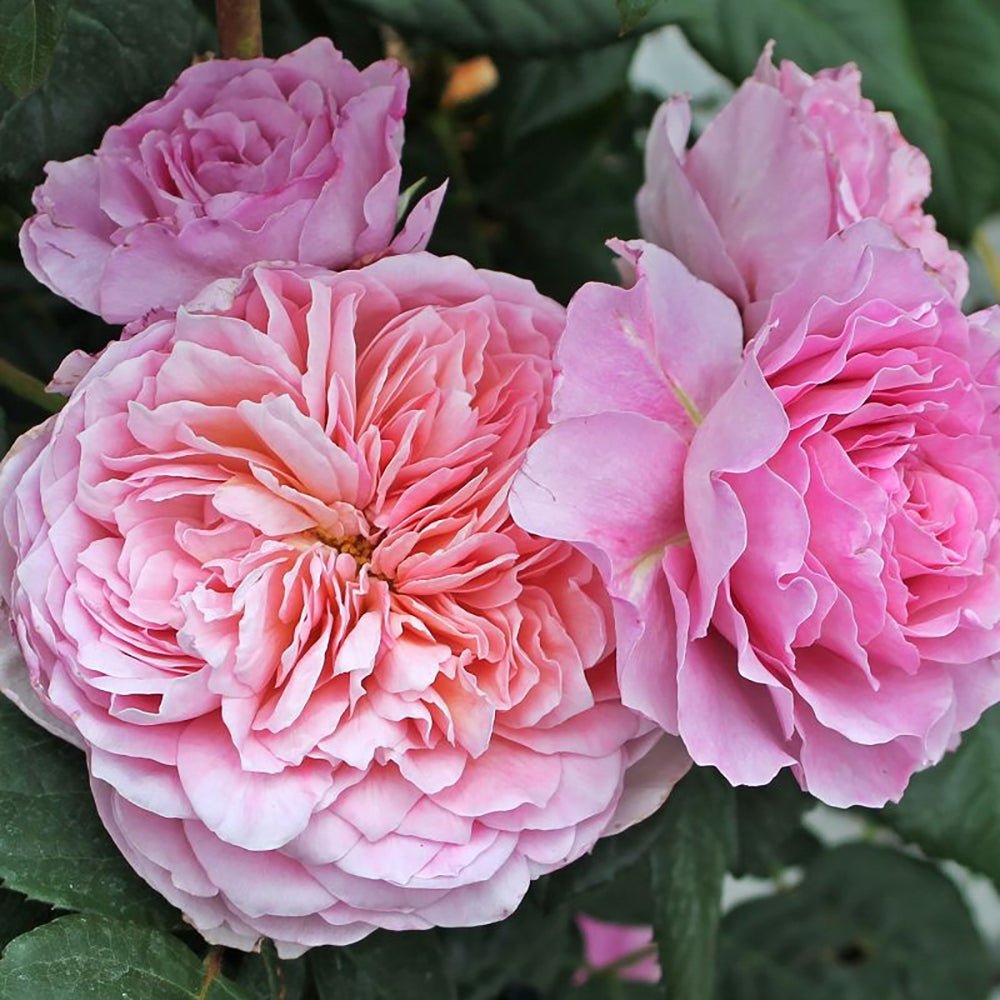 Trandafir Teahibrid violet-deschis Eisvogel, inflorire repetata