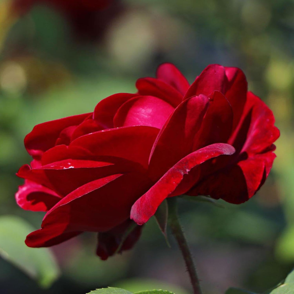 Trandafir Teahibrid Erotika - VERDENA-livrat in ghiveci plant-o-fix de 2L