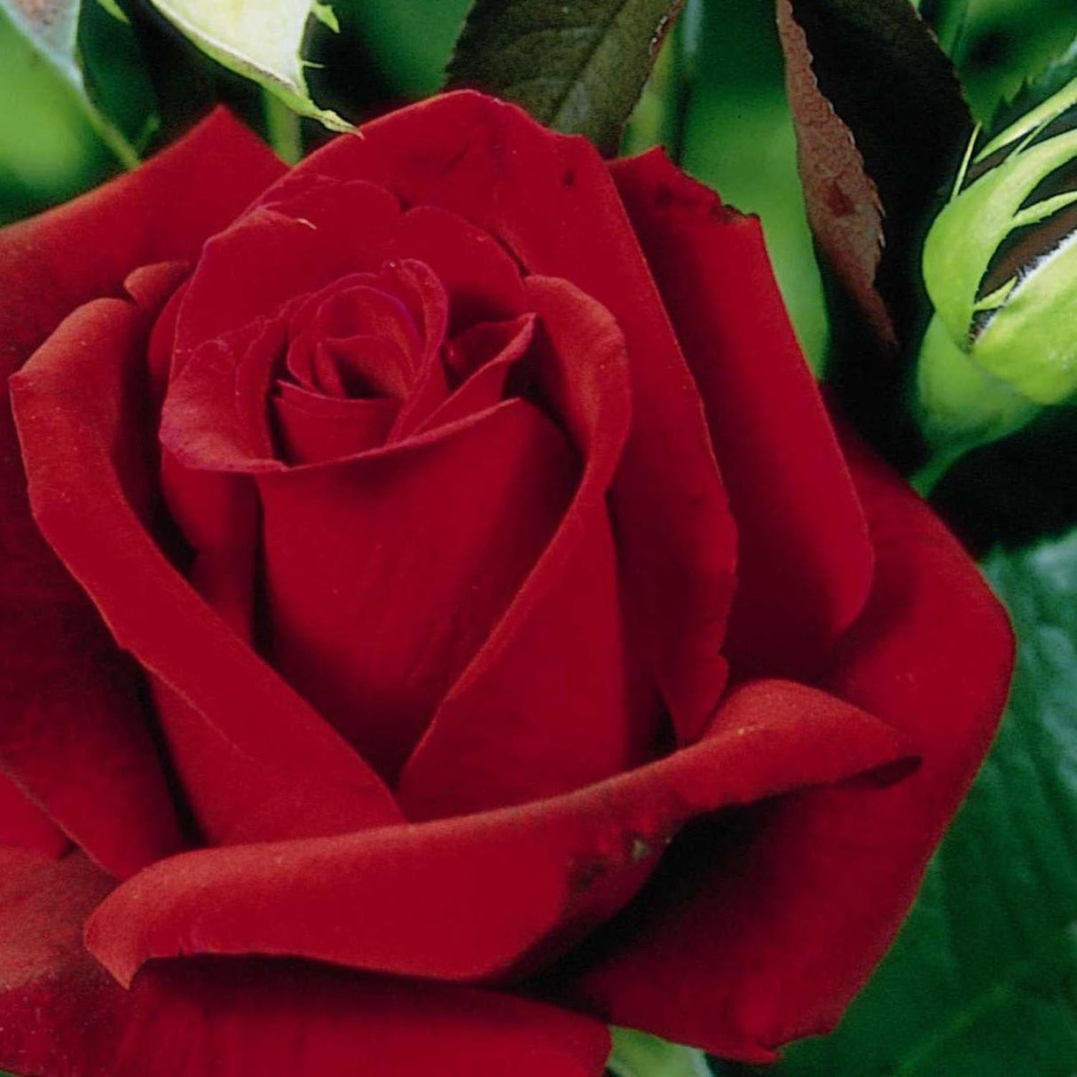 Trandafir Teahibrid Erotika - VERDENA-livrat in ghiveci plant-o-fix de 2L