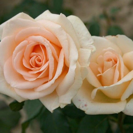 Trandafir Teahibrid fildes Osiana, inflorire repetata - VERDENA-livrat in ghiveci plant-o-fix de 2 l