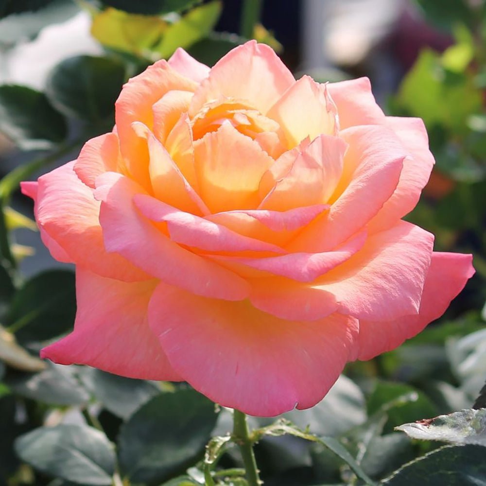 Trandafir Teahibrid galben-portocaliu-piersic Frohsinn 82, inflorire repetata