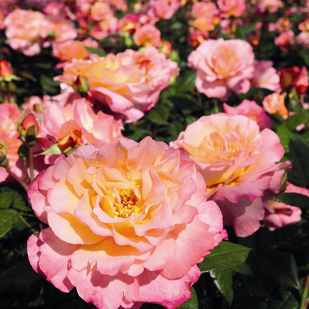 Trandafir Teahibrid galben-piersic Aquarell, parfum intens